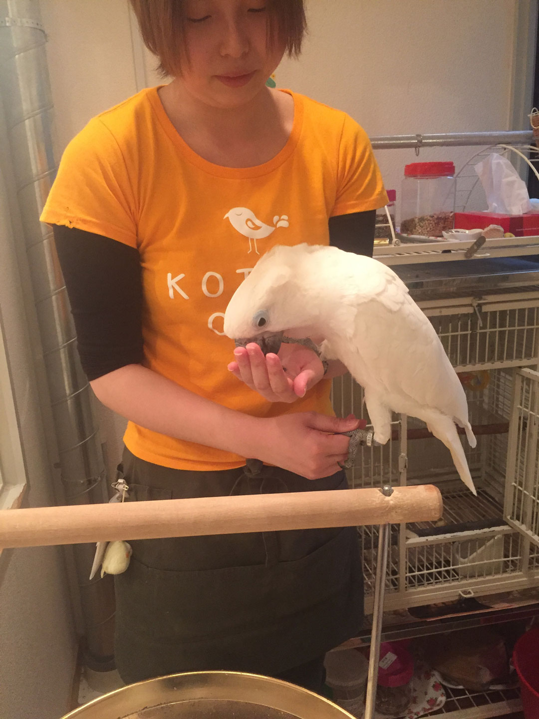 ことりスタッフとタイハクオウム