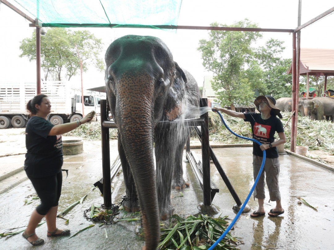 エレファントステイ2