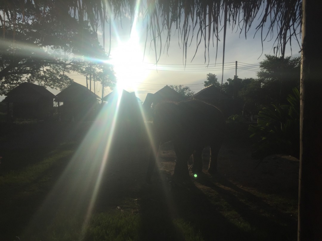 エレファントステイ4