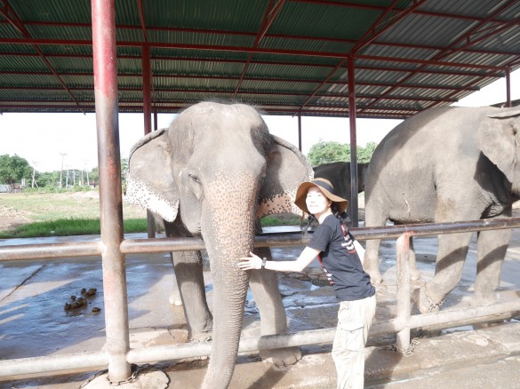 エレファントステイ5