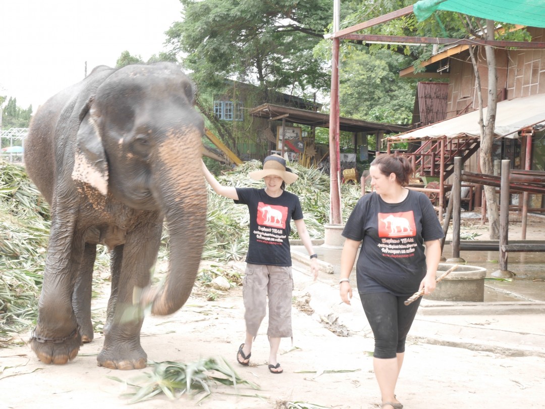 マイ象さんと散歩