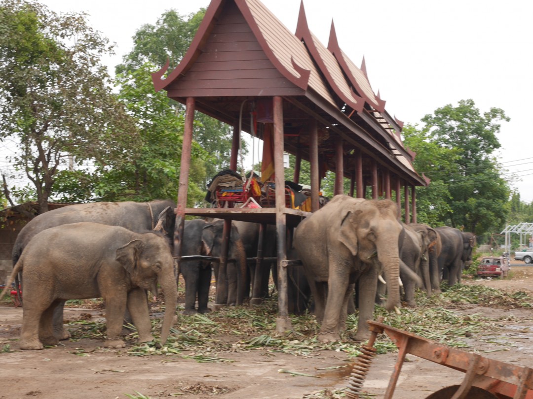 エヴァさんの施設の象たち