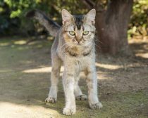 ベーコン／『ねこあつめの家』より