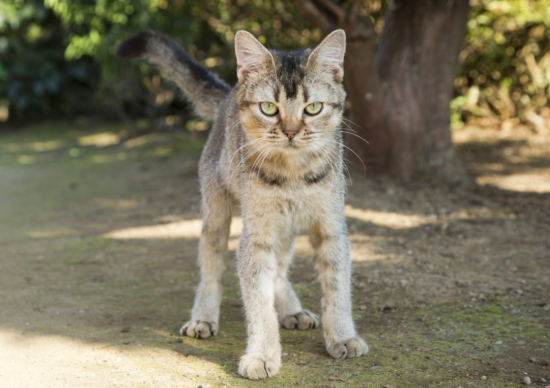 ベーコン／『ねこあつめの家』より