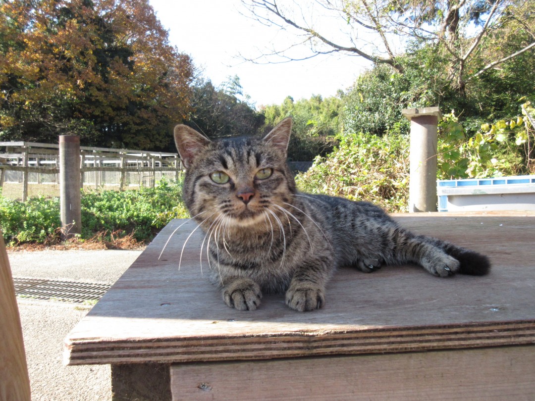 キャベツ／『ねこあつめの家』より