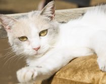 ドロップ／『ねこあつめの家』より