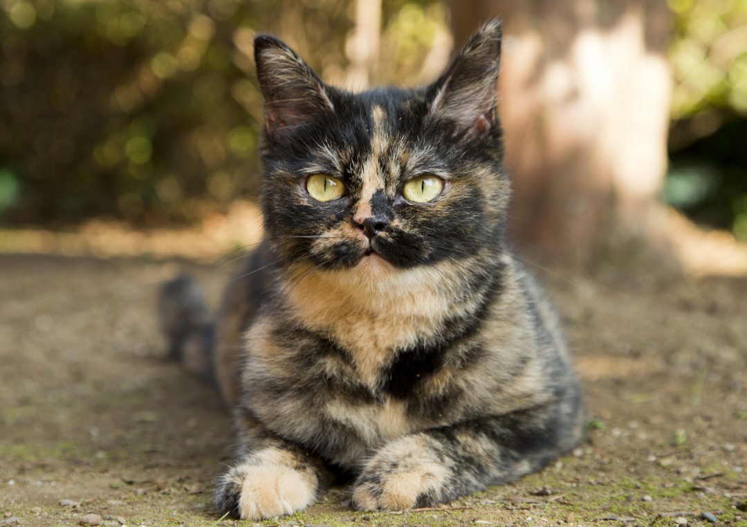 サビ猫のキャリーはゴロゴロするのが得意