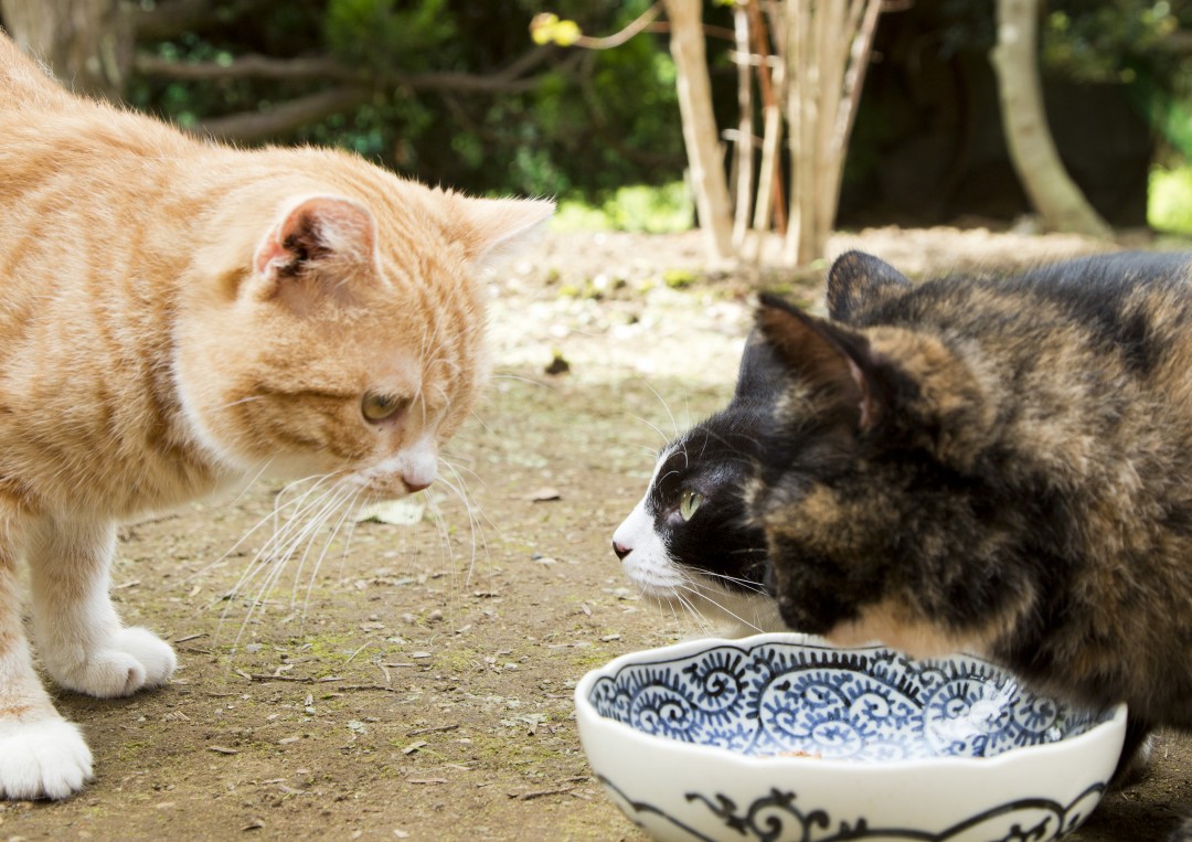 餌の前で見つめ合い／『ねこあつめの家』より