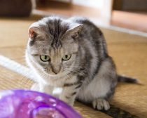 おはぎ／『ねこあつめの家』より