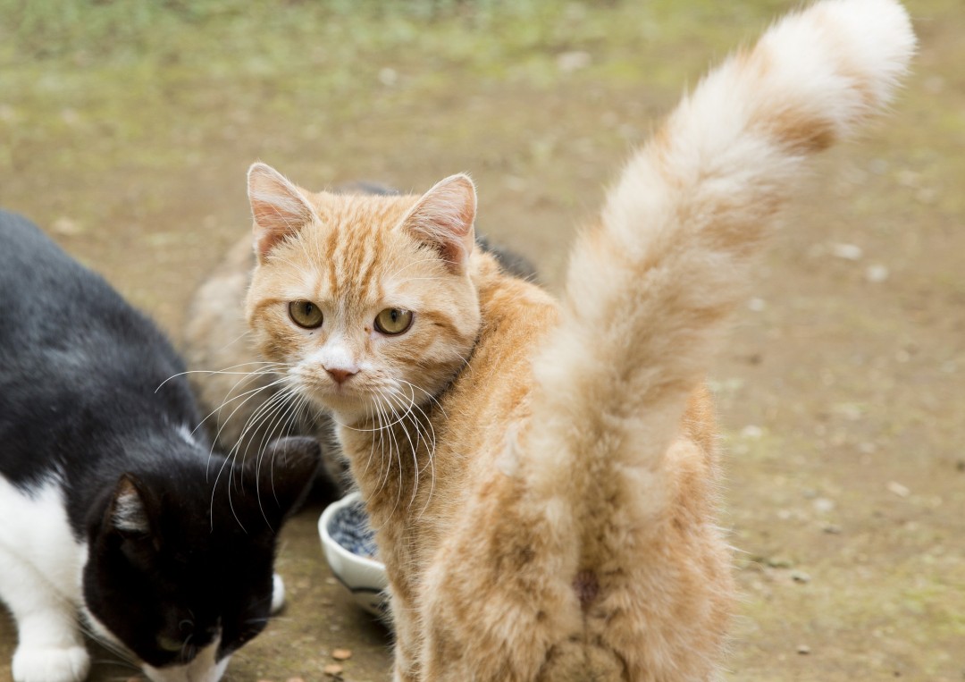 茶トラの王子／『ねこあつめの家』より