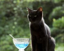 りんご／『ねこあつめの家』より