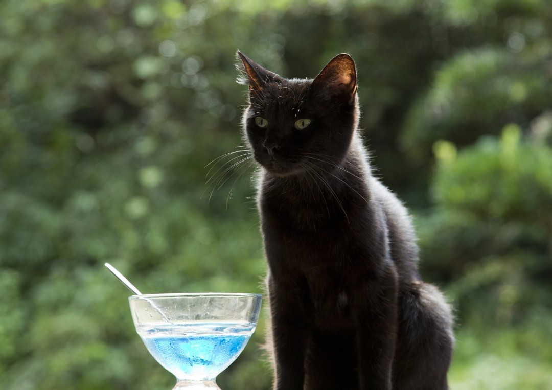 りんご／『ねこあつめの家』より