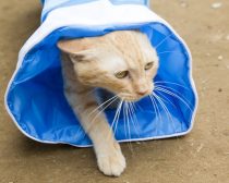 りの／『ねこあつめの家』より