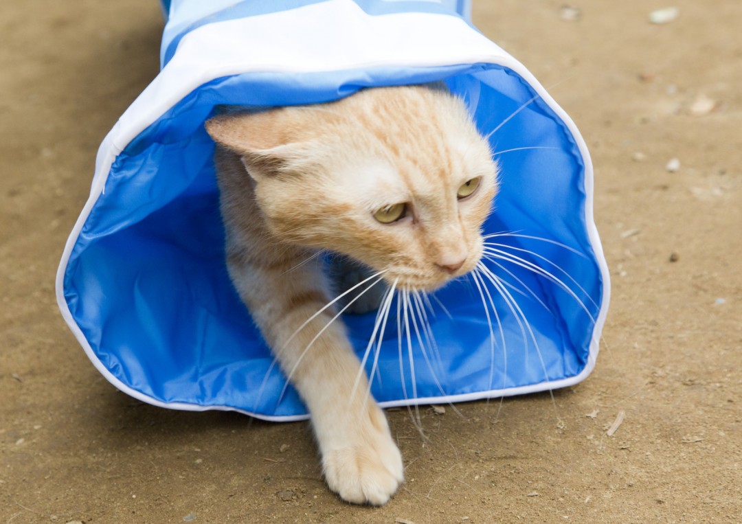 りの／『ねこあつめの家』より