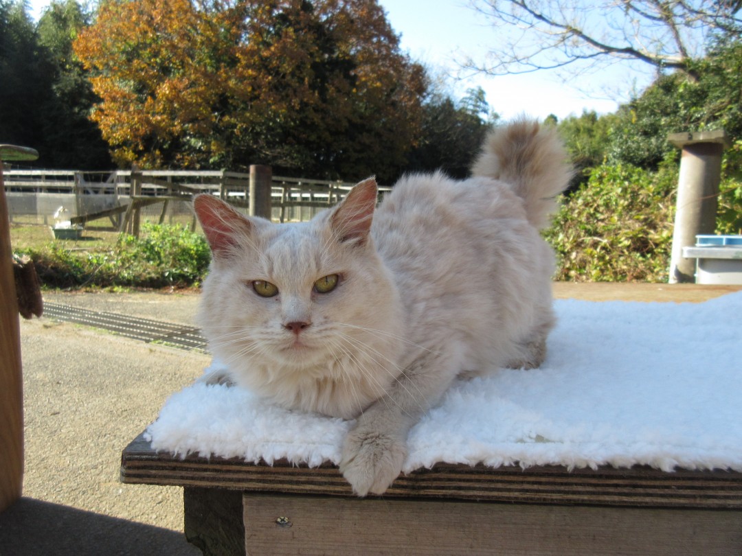 ソフト／『ねこあつめの家』より