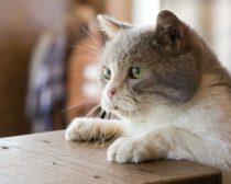 スイッチ／『ねこあつめの家』より