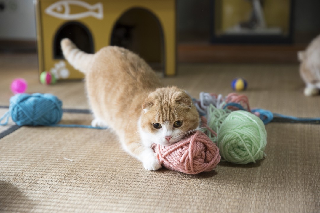 可愛い顔をするのが得意なゆず