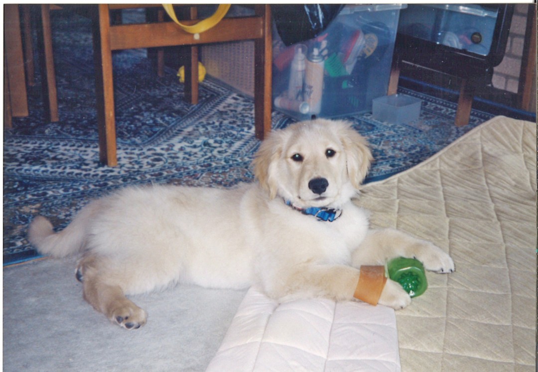 寝ころぶケフィ