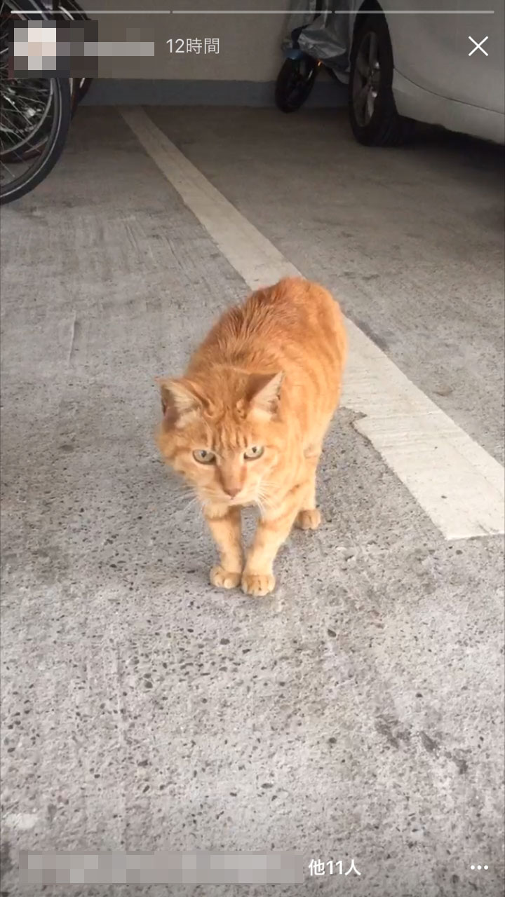 近所の猫