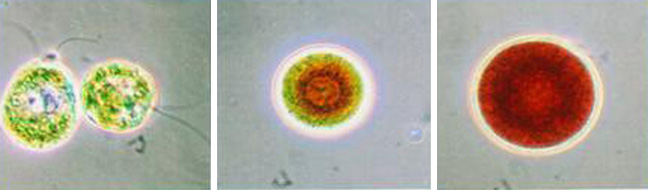 ヘマスコッカス藻