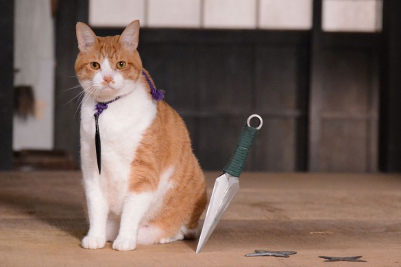 『猫忍』より_5