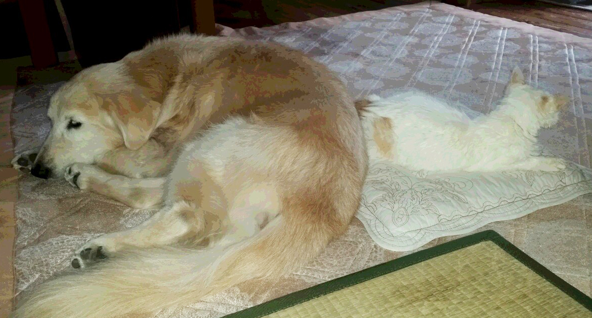 お尻を合わせて