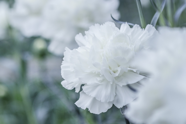 白いカーネーション