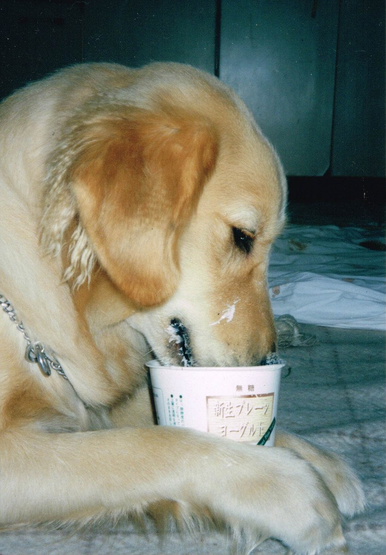 ヨーグルトを食べるケフィ