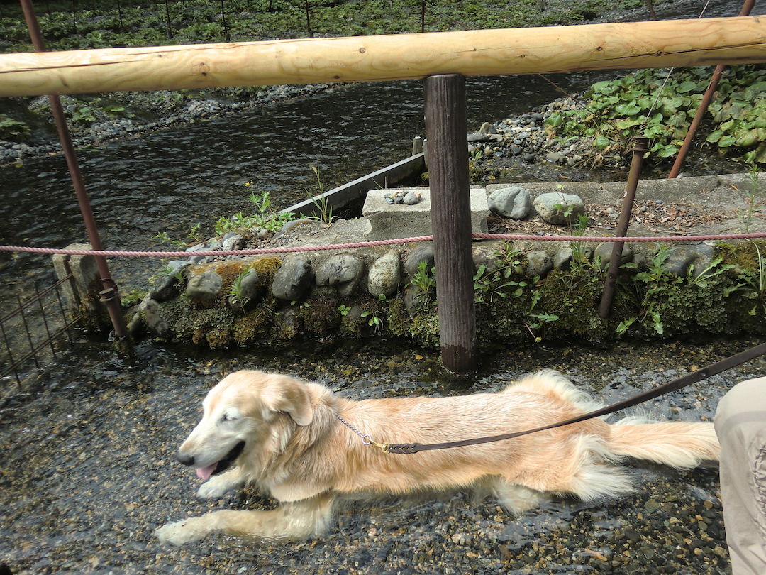 わさび園の水で涼むケフィ