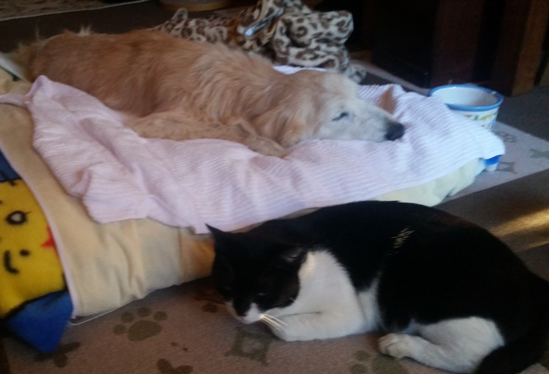 ケフィの看病中