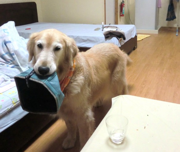 ゴハンちょうだい！催促するケフィ