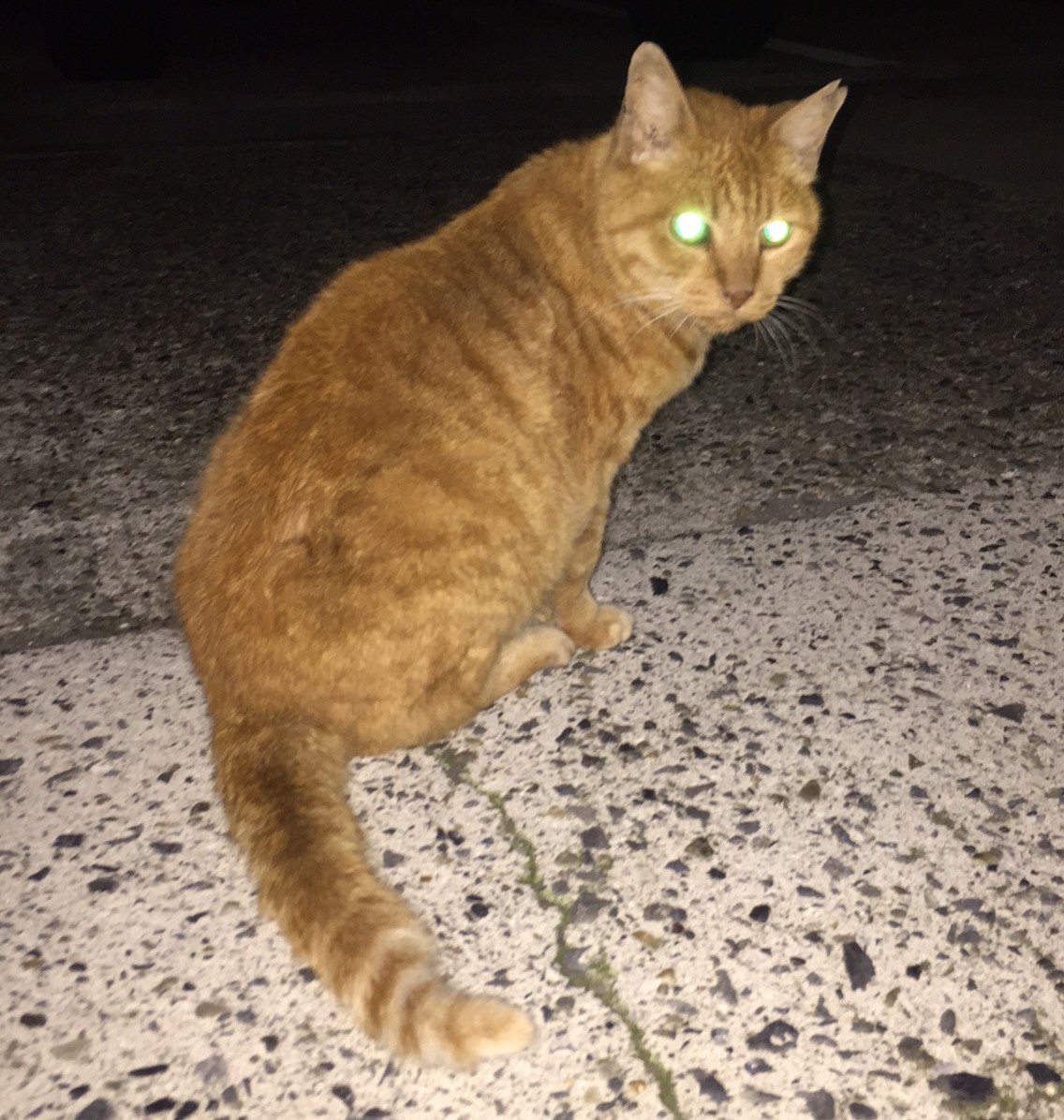 フラッシュ写真