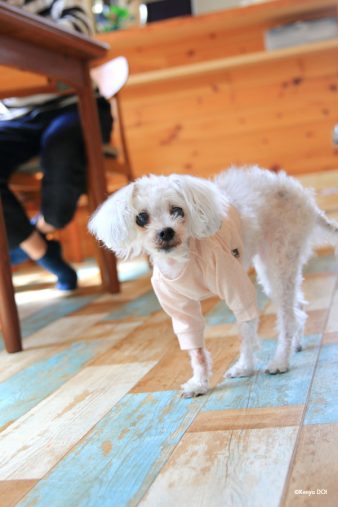 エフちゃん エフちゃん