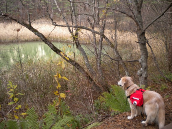 五色沼トレッキング