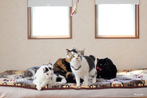 大人の猫たち 大人の猫たち