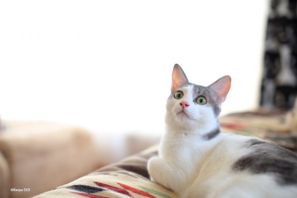 預かり猫のしろがねくん 預かり猫のしろがねくん