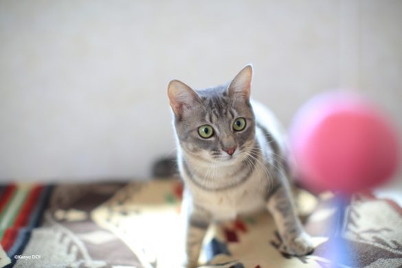 預かり猫のこはくちゃん 預かり猫のこはくちゃん