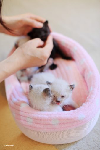 乳飲み子4きょうだい 乳飲み子4きょうだい