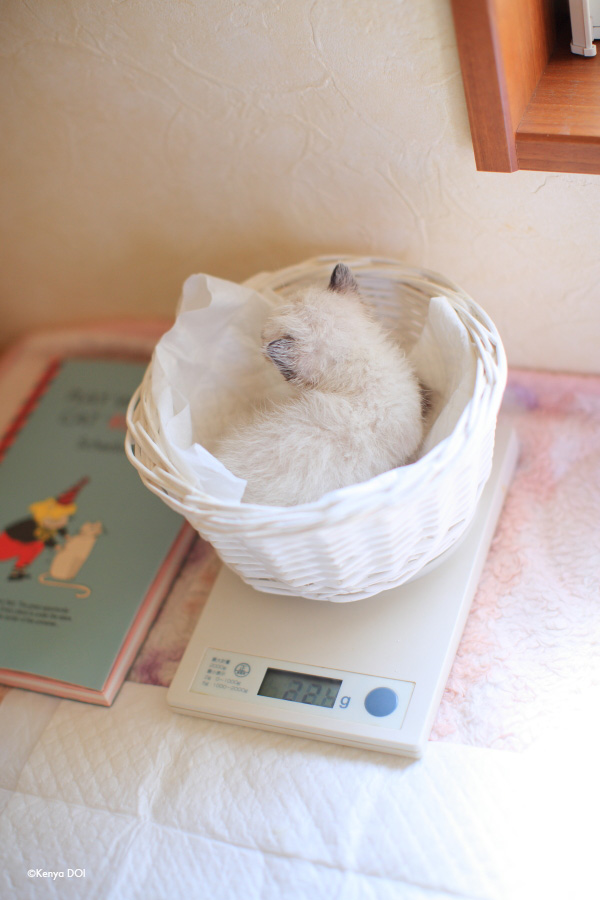 ハンバーグより軽い乳飲み子