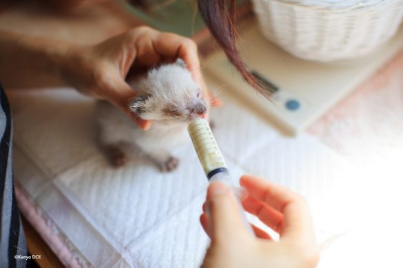 チュチュチュチュチュー!! チュチュチュチュチュー!!