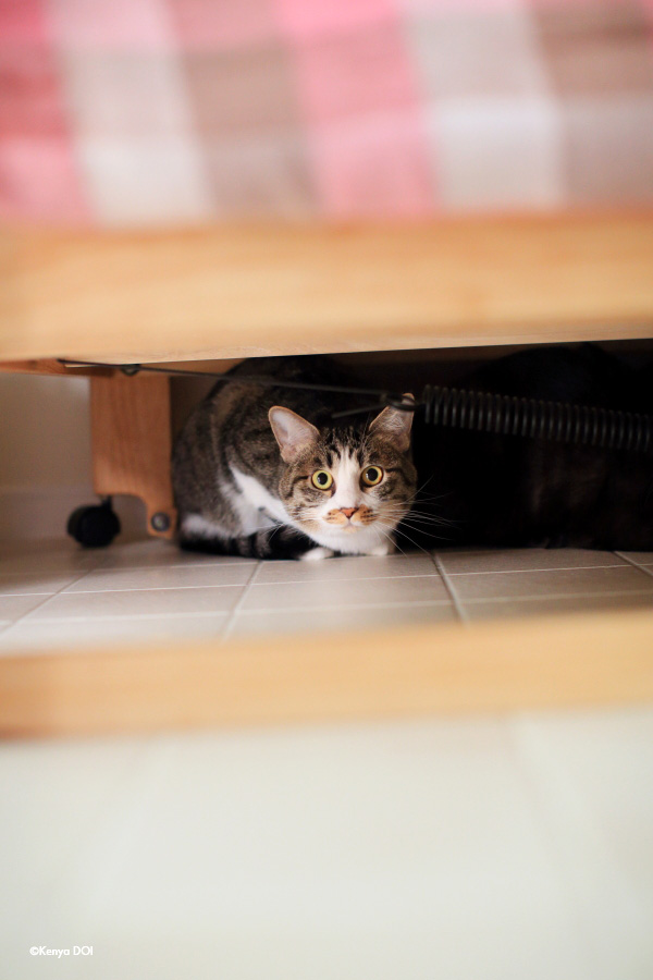 ベッドの下からこんにちは。まだまだ人見知りな猫