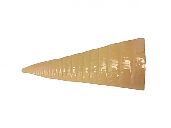 やわらか穂先たけのこ やわらか穂先たけのこ