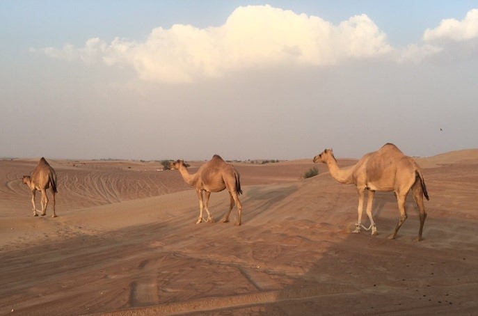 散歩するラクダ
