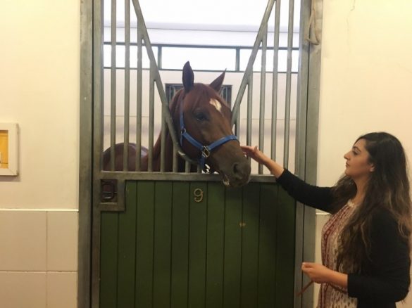 ツアーでは厩舎も見学できます