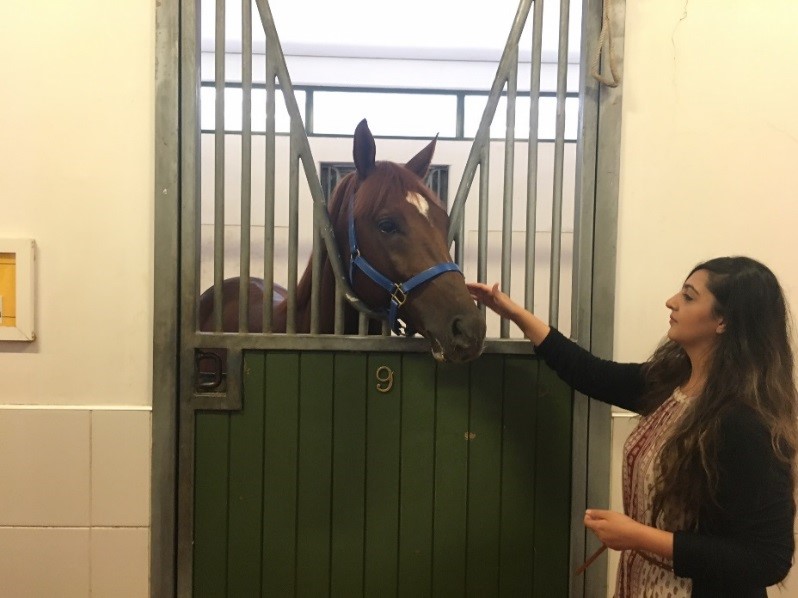 ツアーでは厩舎も見学できます