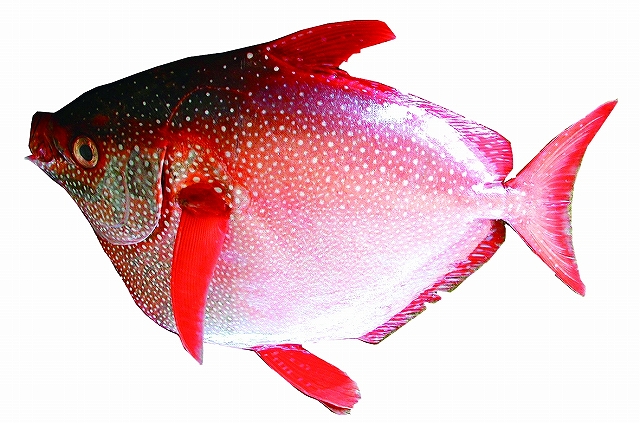 アカマンボウ：沖縄では「まんだい」