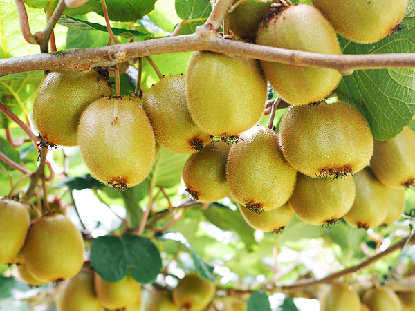 最高品質のキウイフルーツ