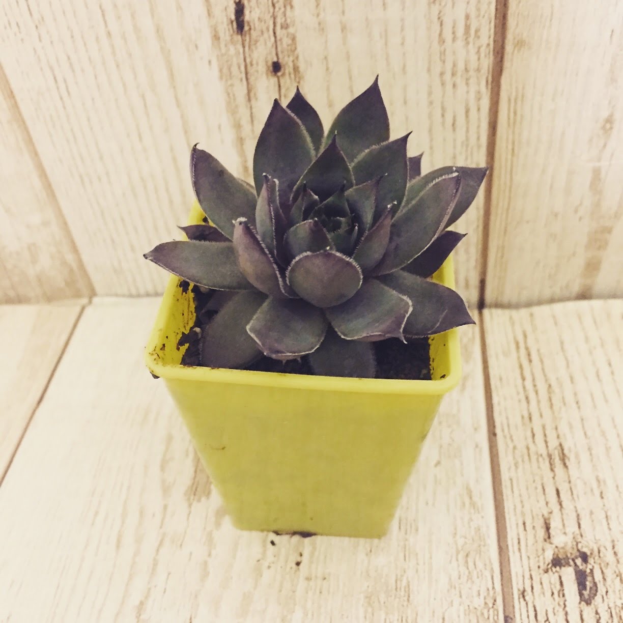 センベルビューム