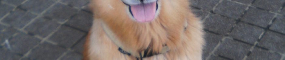 大好きな木附さんを見つめるケフィ