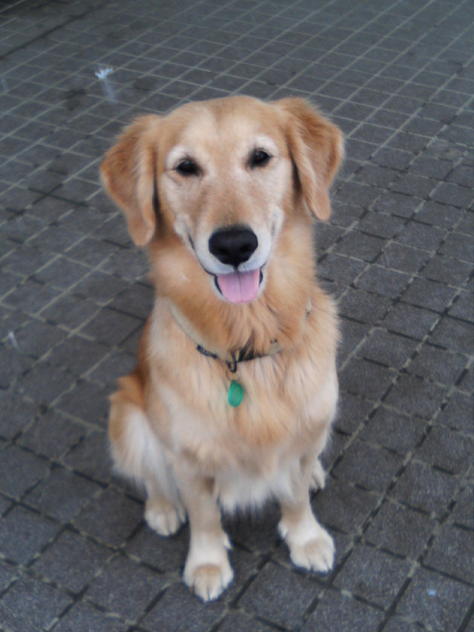 大好きな木附さんを見つめるケフィ